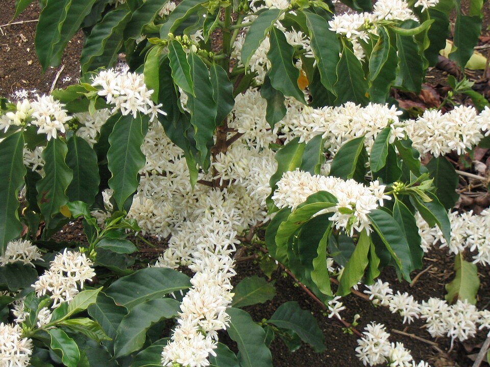 Fayl:Coffee Flowers.JPG