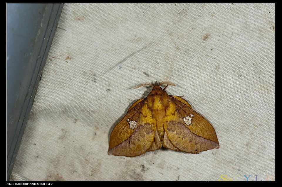 Fayl:Euthrix laeta (18797812455).jpg