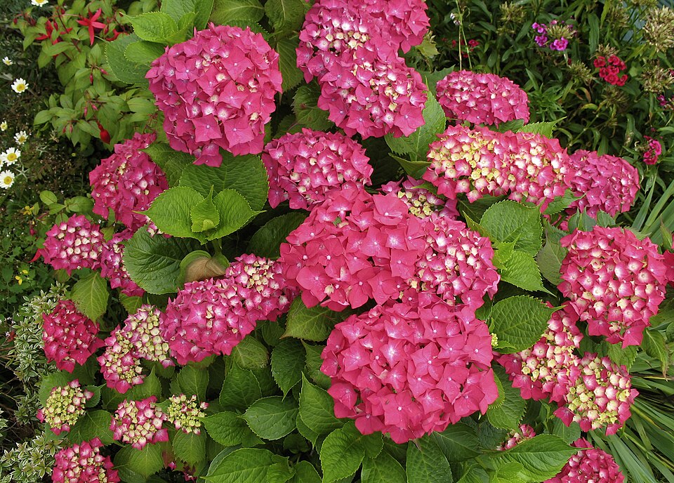Fayl:Hydrangea macrophylla 01 Crop.jpg