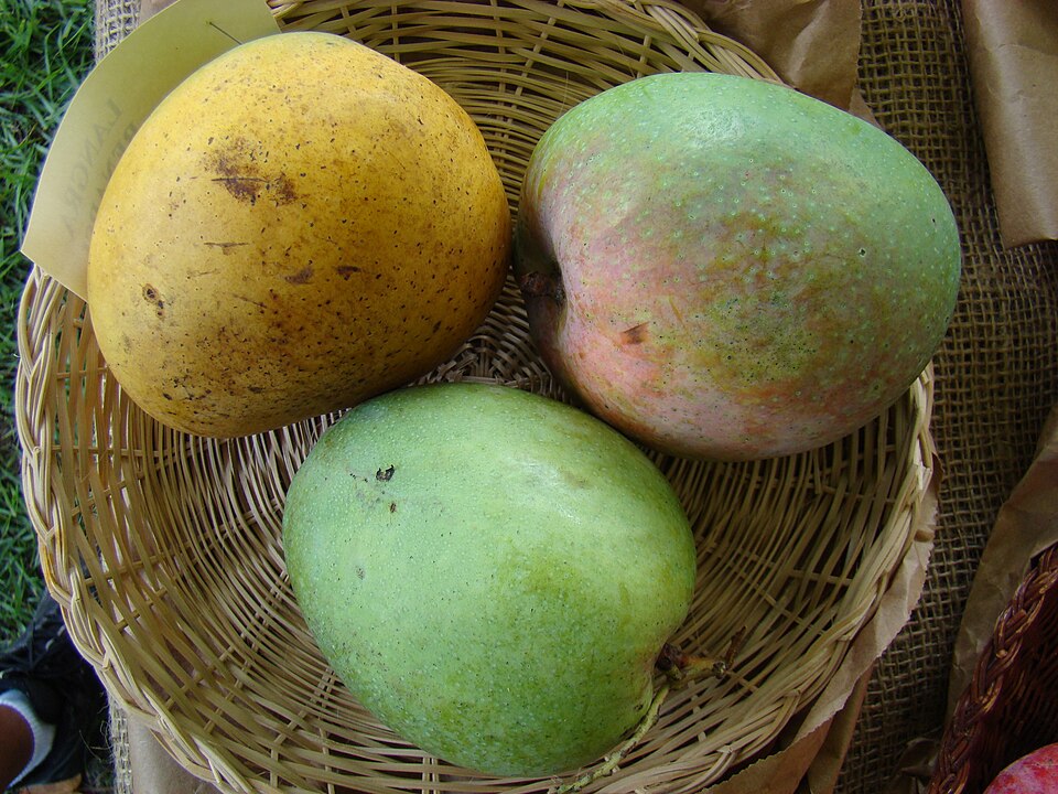 Fayl:Mango LangraBenarsi Asit fs8.jpg