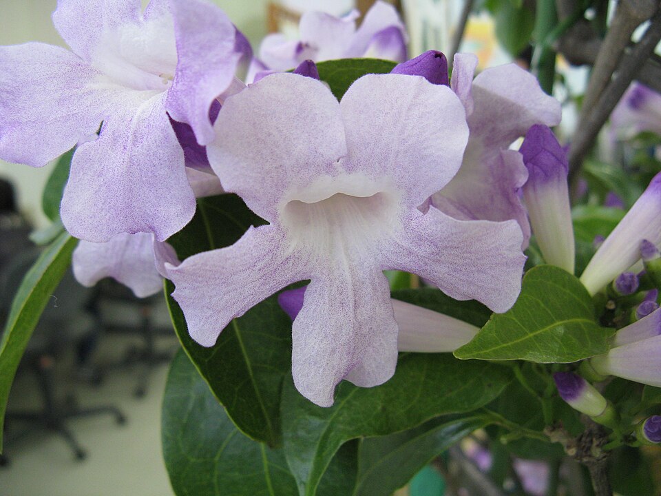 Fayl:Mansoa alliacea1.jpg