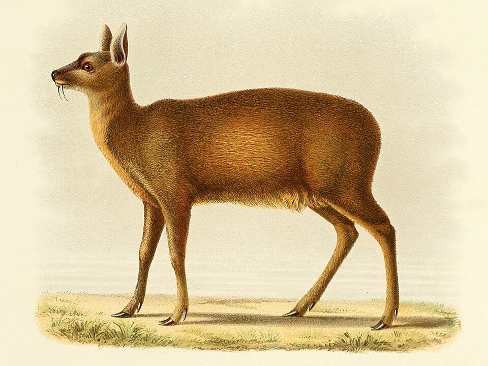 Fayl:Moschus chrysogaster.jpg