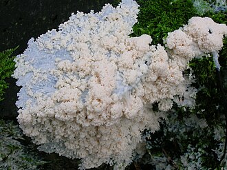 Brefeldia maxima. Yogʻochda oʻsadigan Slime zamburugʻi