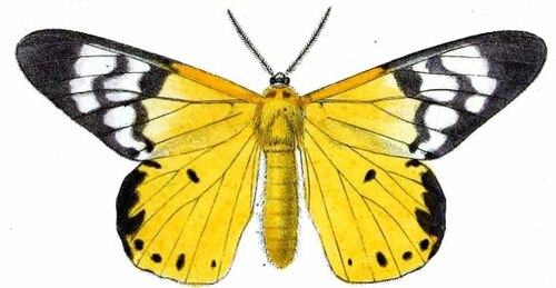 Dysphania sagana