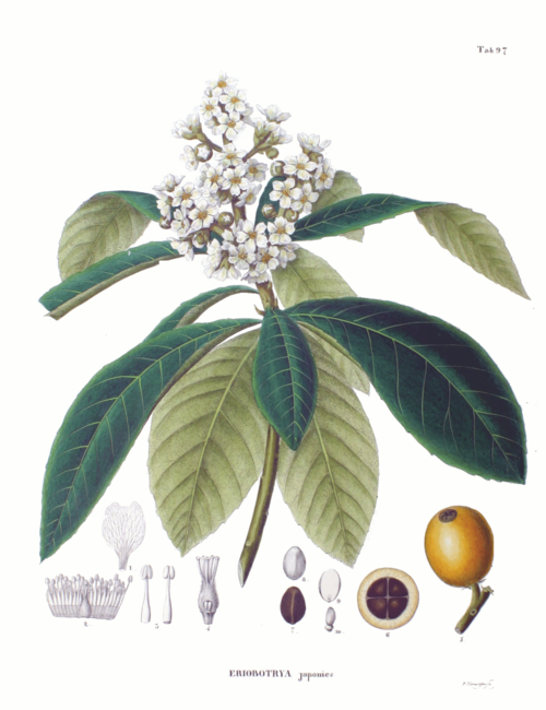 Fayl:Eriobotrya japonica SZ97.png