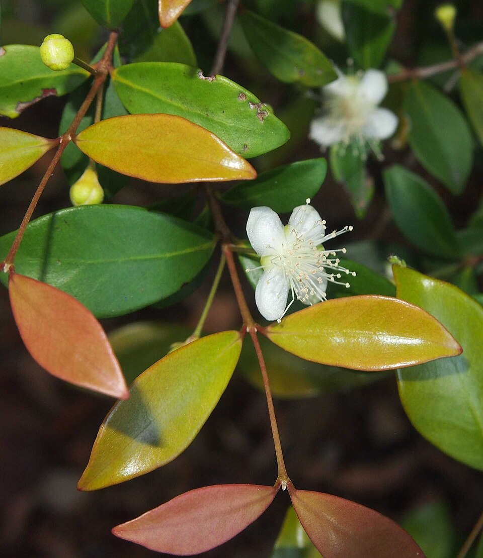 Fayl:Gossia bidwillii flower and foliage.jpg