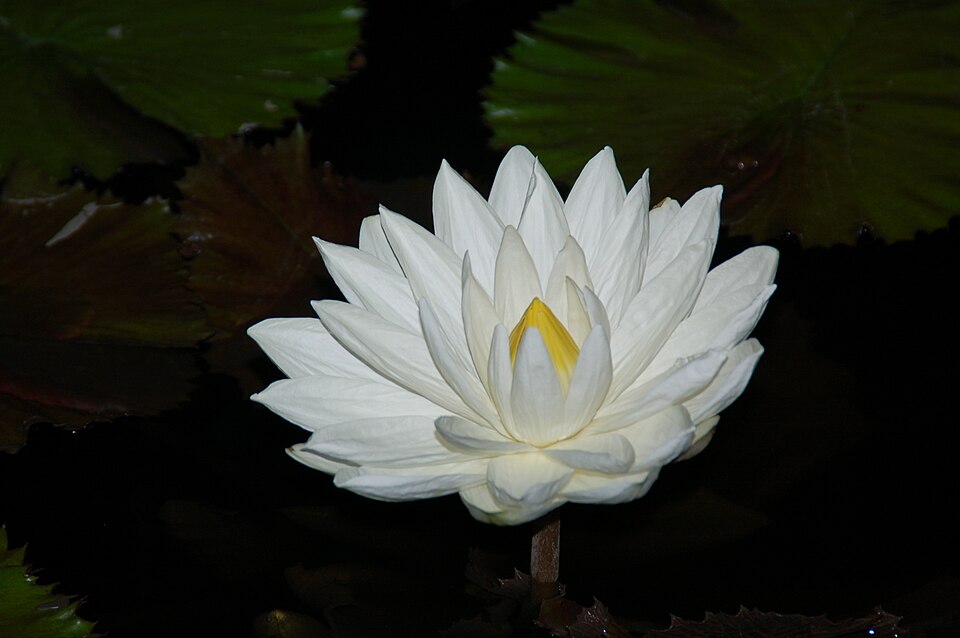 Fayl:Nymphaea lotus (1).jpg