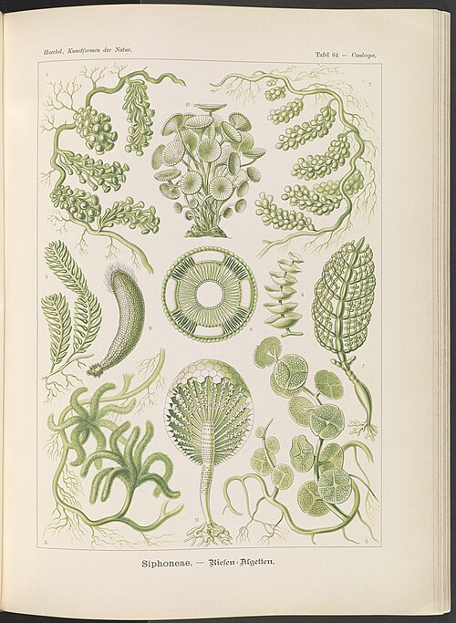 Fayl:Siphoneae. - Riesen-Algetten LCCN2015648946.jpg