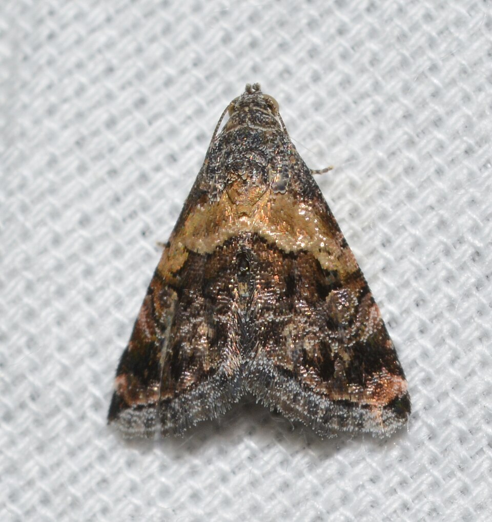 Fayl:Tripudia balteata (33574336520).jpg