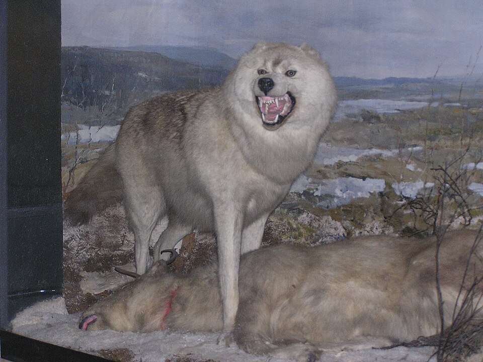 Fayl:Волк 3.jpg