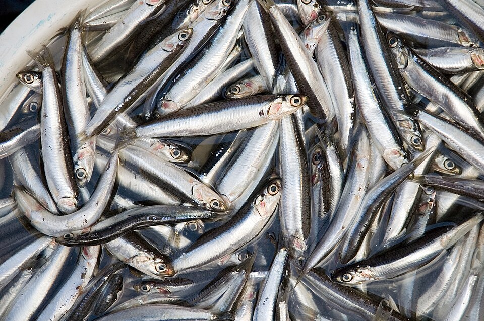 Fayl:Anchovies (4122029675).jpg