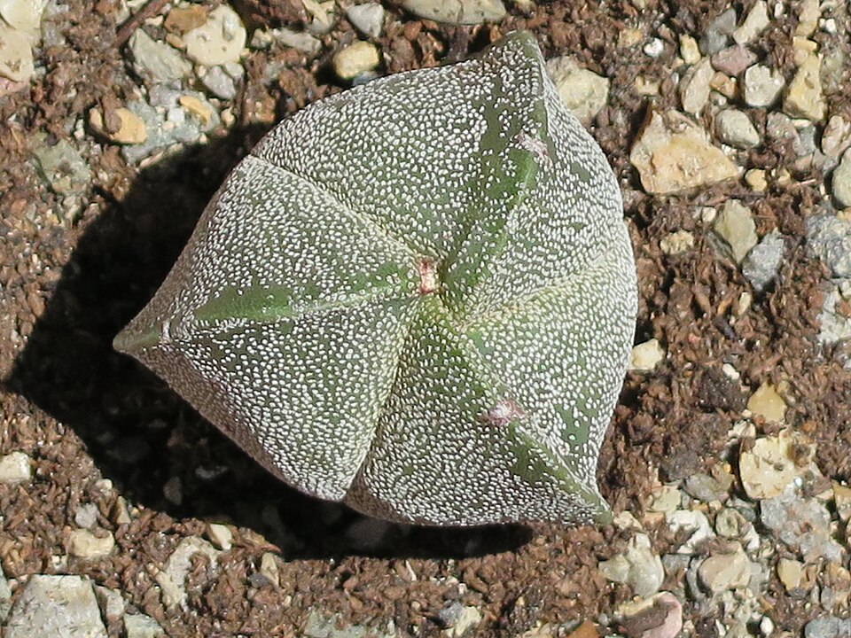 Fayl:Astrophytum myriostigma v. tricostatum 1.JPG