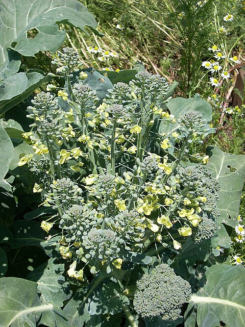 Fayl:Broccoli flowers 2525385935 e13d4de4c4 b.jpg