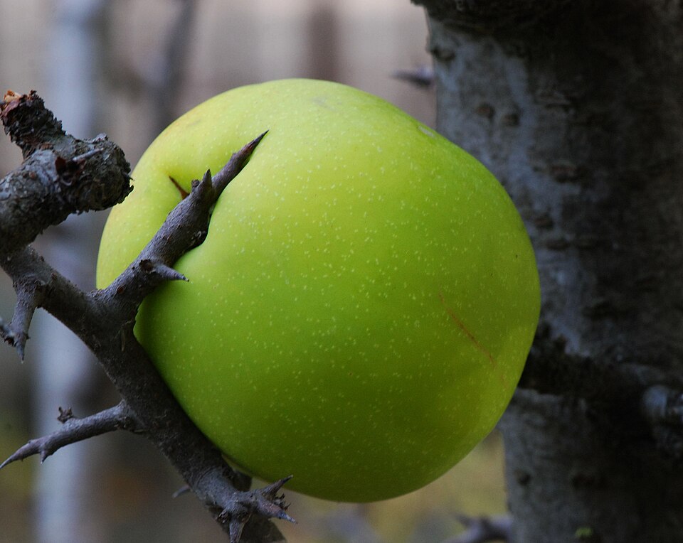 Fayl:Chaenomeles cathayensis fruit.jpg