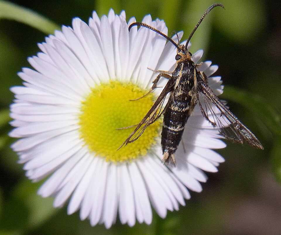 Fayl:Chamaesphecia annellata female.jpg