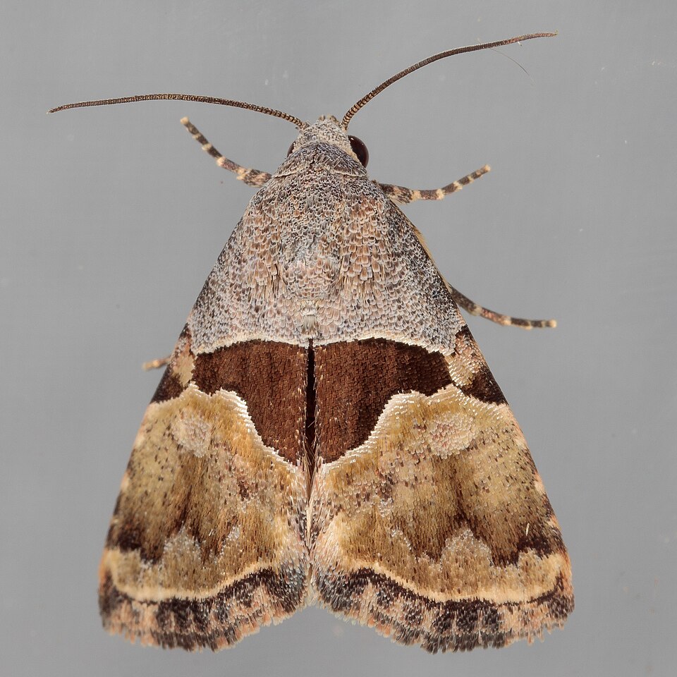 Fayl:Cobubatha lixiva.jpg