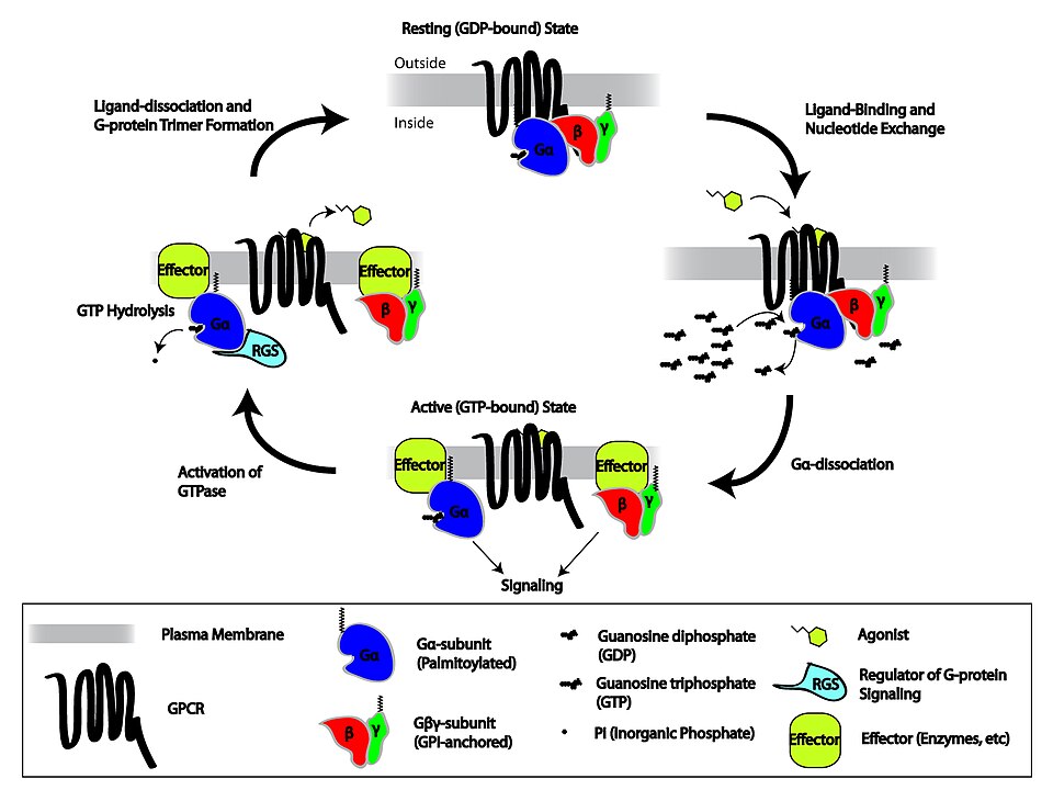 Fayl:GPCR cycle.jpg