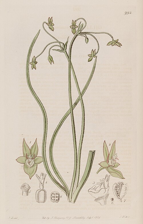 Fayl:Gilliesia graminea Lindley.jpg
