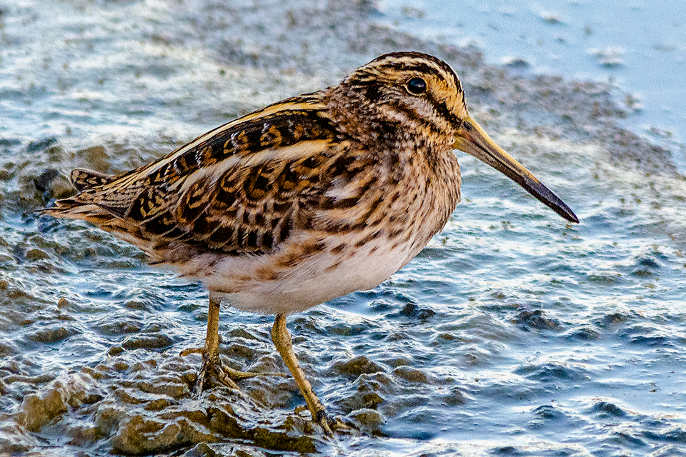 Fayl:Jack snipe.png