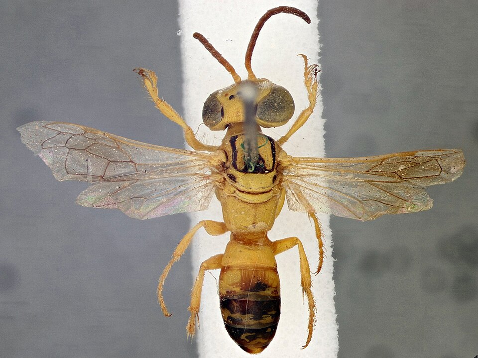 Fayl:Laphyragogus kohlii-NHMUK010265373-female-habitus-dorsal-0 8x-S.jpg