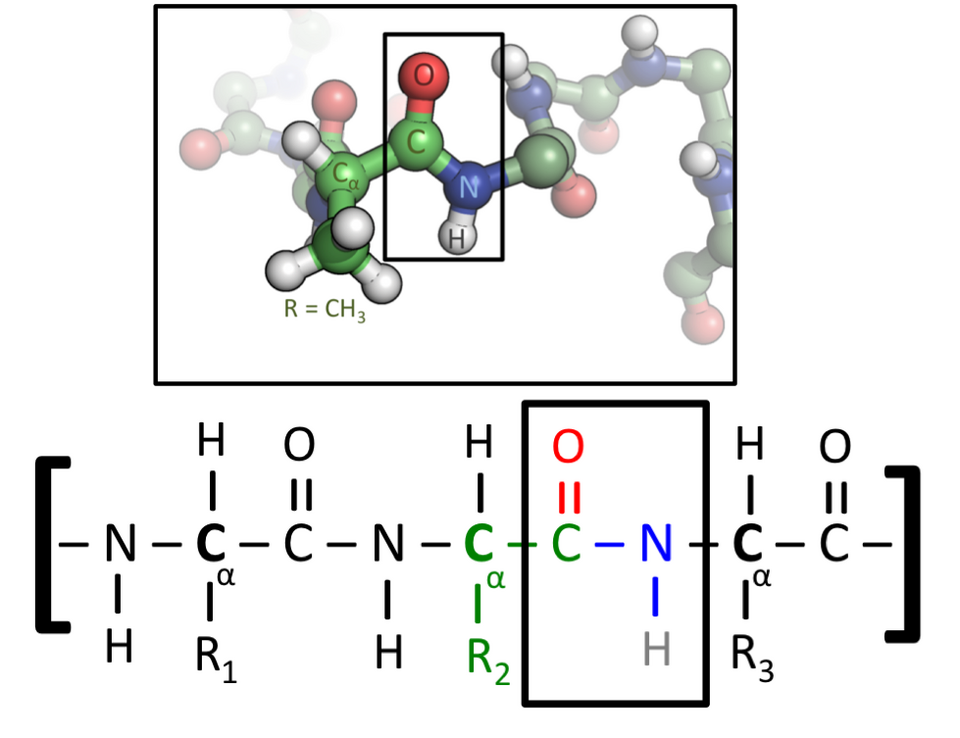 Fayl:Peptide-Figure-Revised.png