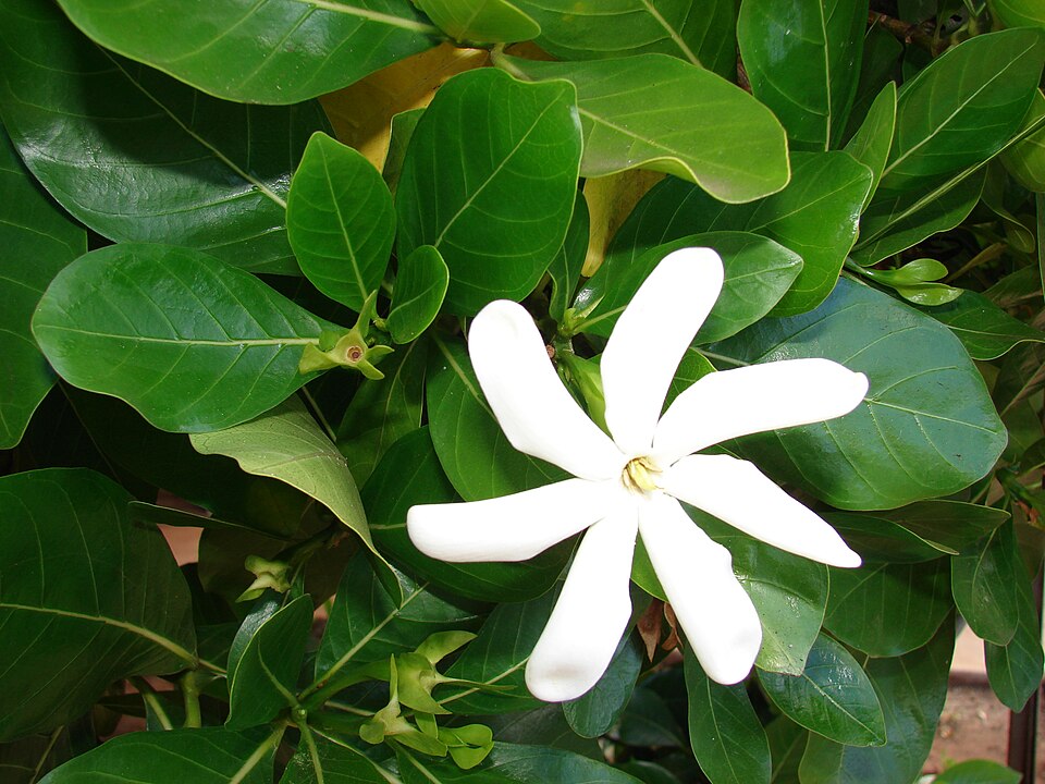 Fayl:Starr 070221-4645 Gardenia sp..jpg