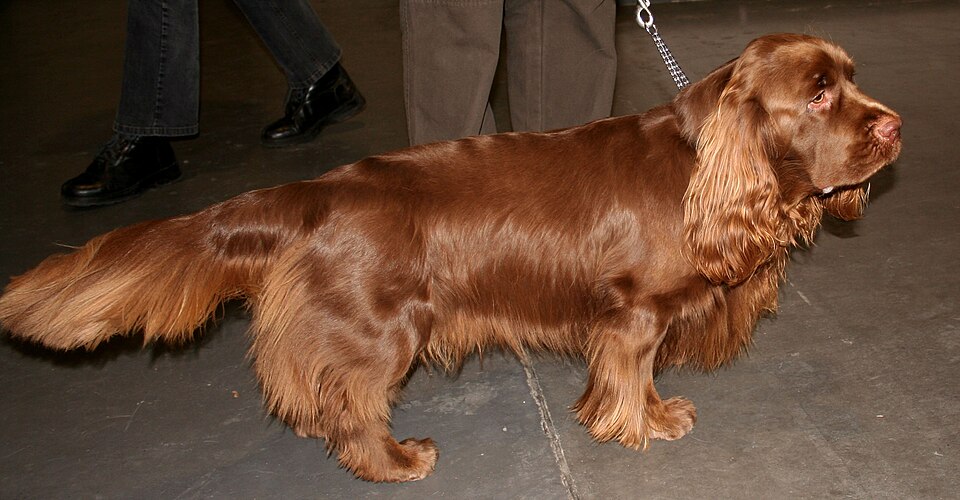 Fayl:Sussex spaniel t43.jpg