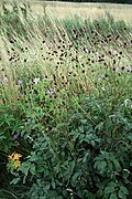 Ajoyib burnet (Rasmiy sanguisorba)