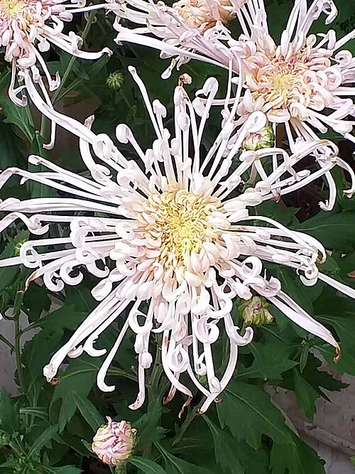 Fayl:菊花 20190925182858 03.jpg