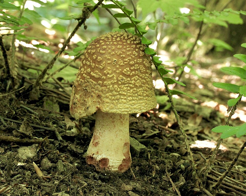 Fayl:Amanita rubescens 141912099.jpg