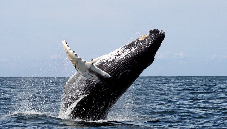 Fayl:Humpback stellwagen.JPG