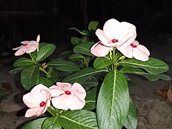 Oq rangdagi Catharanthus roseus