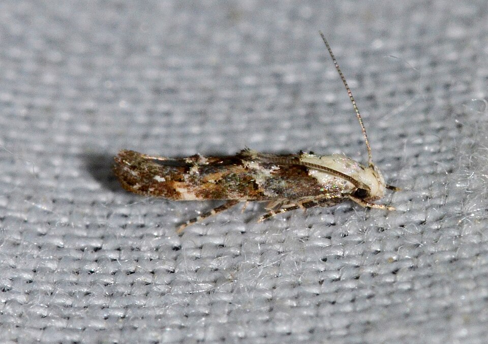 Fayl:Mompha murtfeldtella (14275038083).jpg