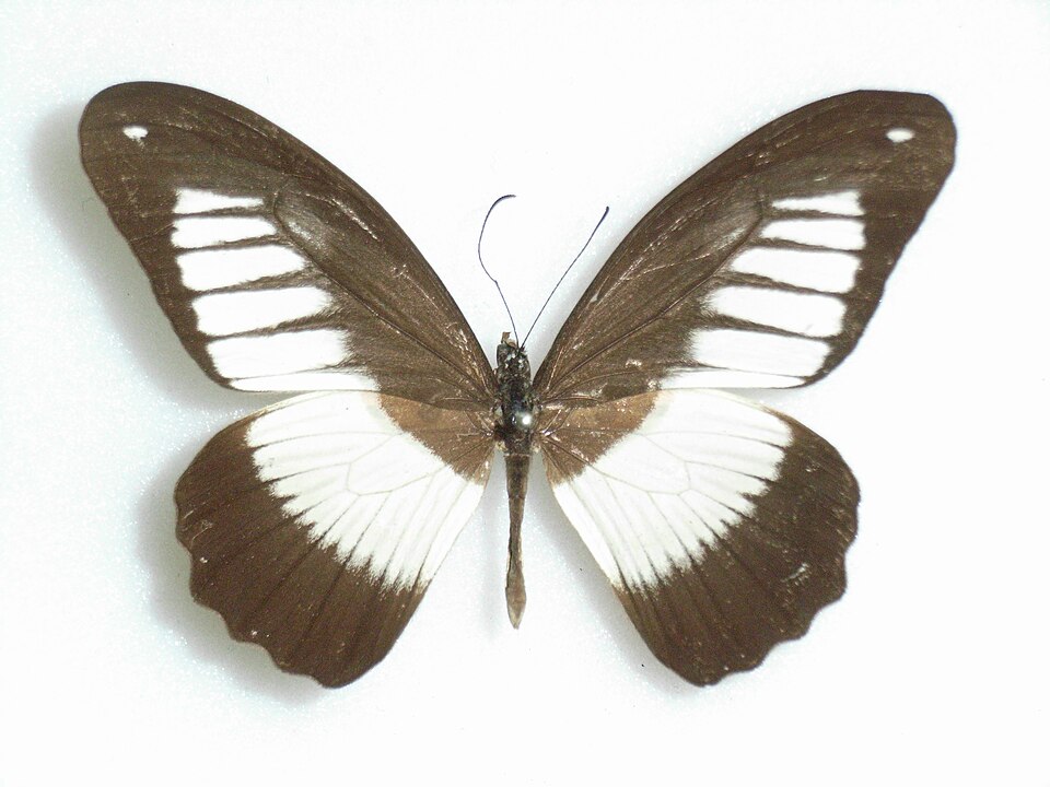 Fayl:Papilioplagiatus Aurivillius, 1898Male.JPG