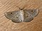 Oenochrominae