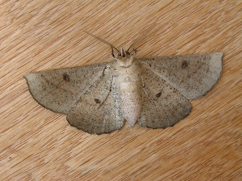 Fayl:Phallaria ophiusaria1.jpg