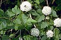Oddiy to'qqiz po'stloqli (Physocarpus opulifolius)