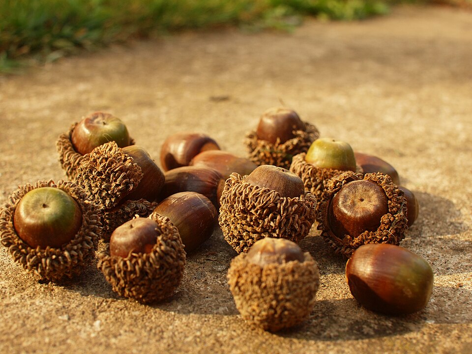 Fayl:Quercus trojana Früchte.jpg