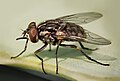 Otxona pashshasi, Stomoxys calcitrans, Albuquerque