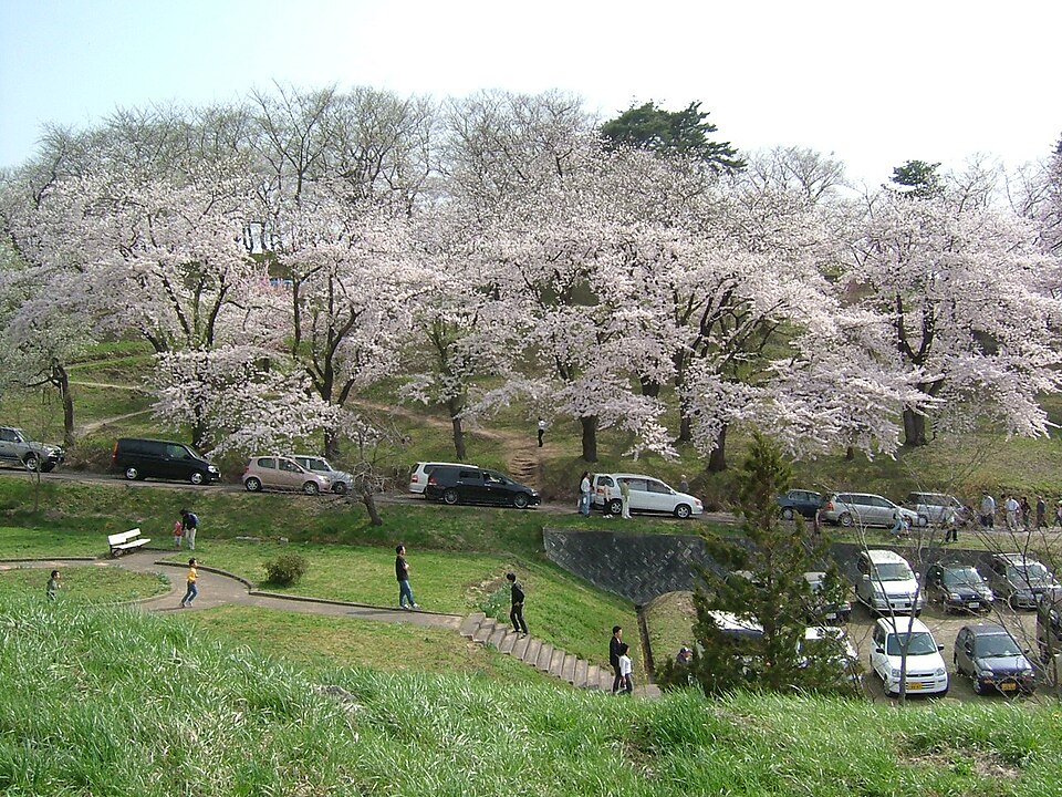 Fayl:Cherry blossoms akayu 2005-04.JPG