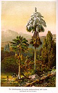 Corypha umbraculifera rasmi (1913)