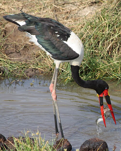 Fayl:Ephippiorhynchus senegalensis -Tanzania-8a.jpg