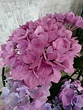 Hydrangea macrophylla