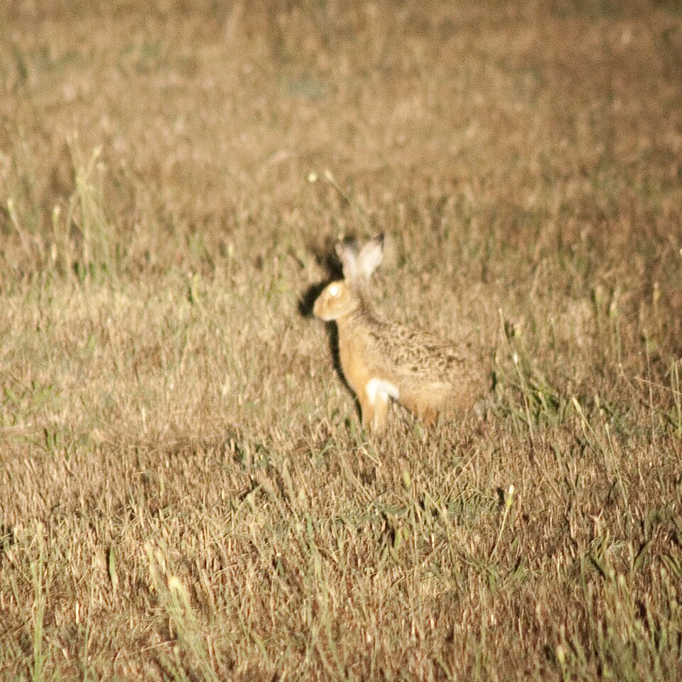 Fayl:Lepus corsicanus.jpeg