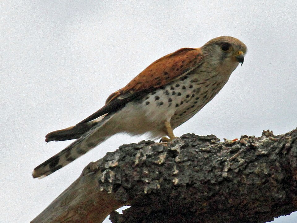 Fayl:Madagascar Kestrel RWD.jpg