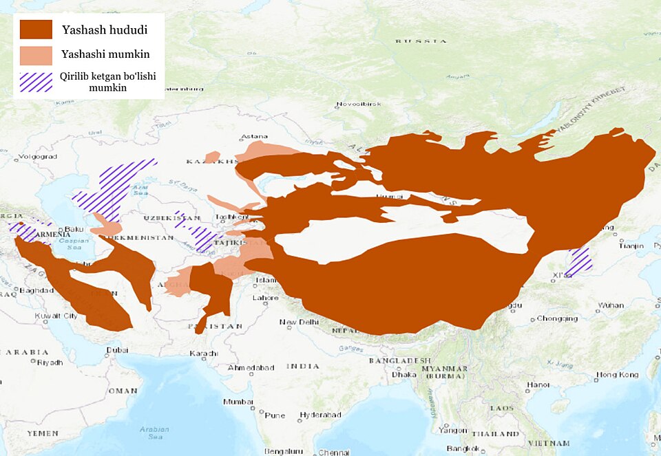 Fayl:Manulning tarqalish kengligi.jpg