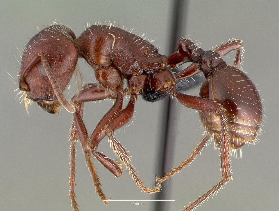 Fayl:Pogonomyrmex apache casent0006284 profile 1.jpg