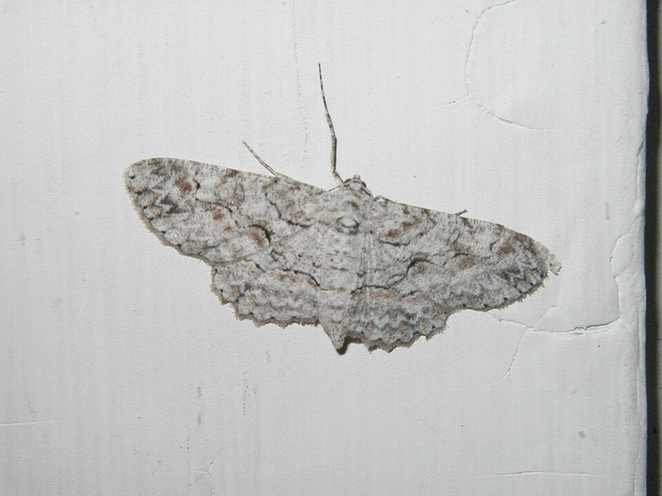 Fayl:Anacamptodes defectaria.jpg