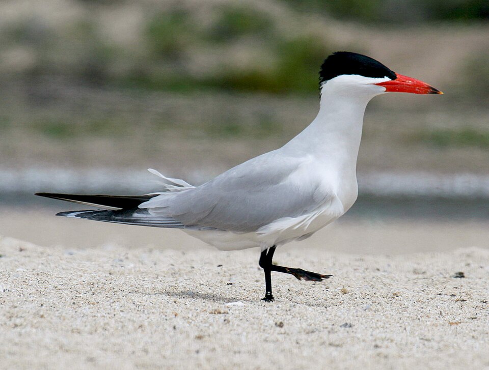 Fayl:Caspian Tern (Hydroprogne caspia) RWD.jpg