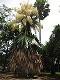 Foster botanika bog'ida, Gonolulu, Gavayi